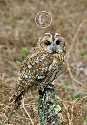 Tawny Owl 3